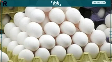 شعبة المواد الغذائية تكشف أسباب الانخفاض الجديد في سعر كرتونة البيض